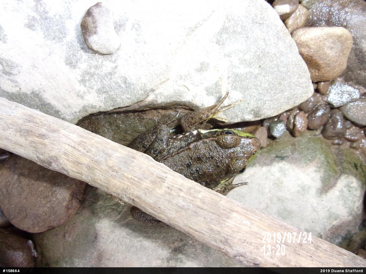 Green Frog
