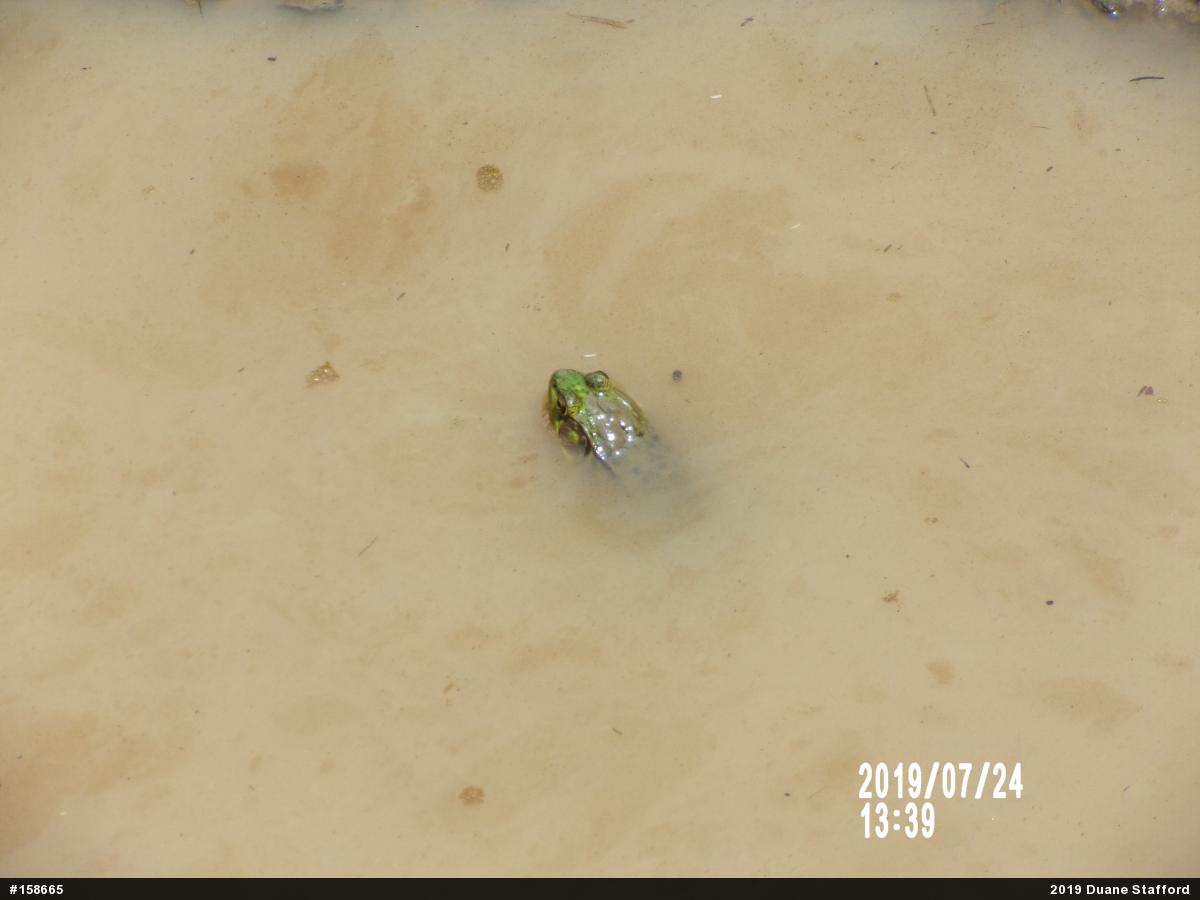 Green Frog
