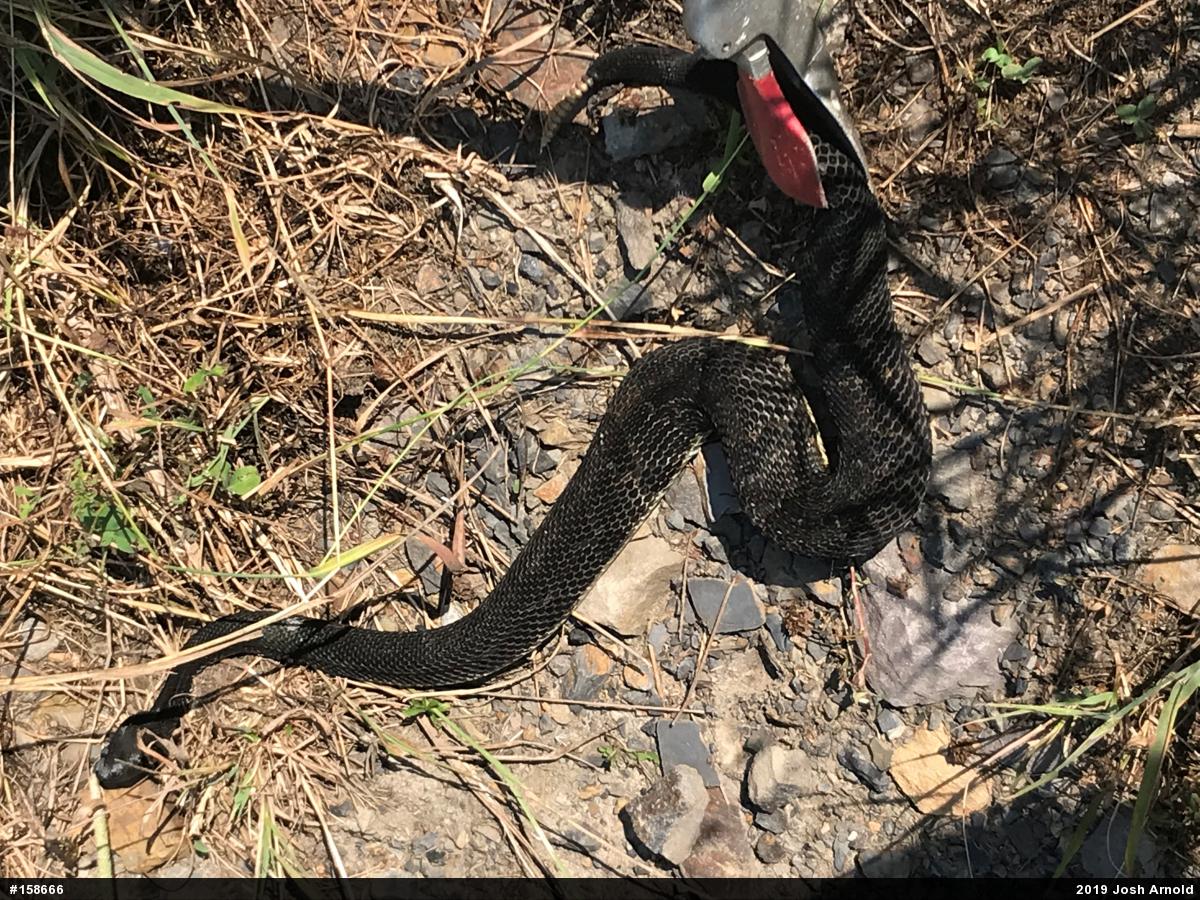 Timber Rattlesnake