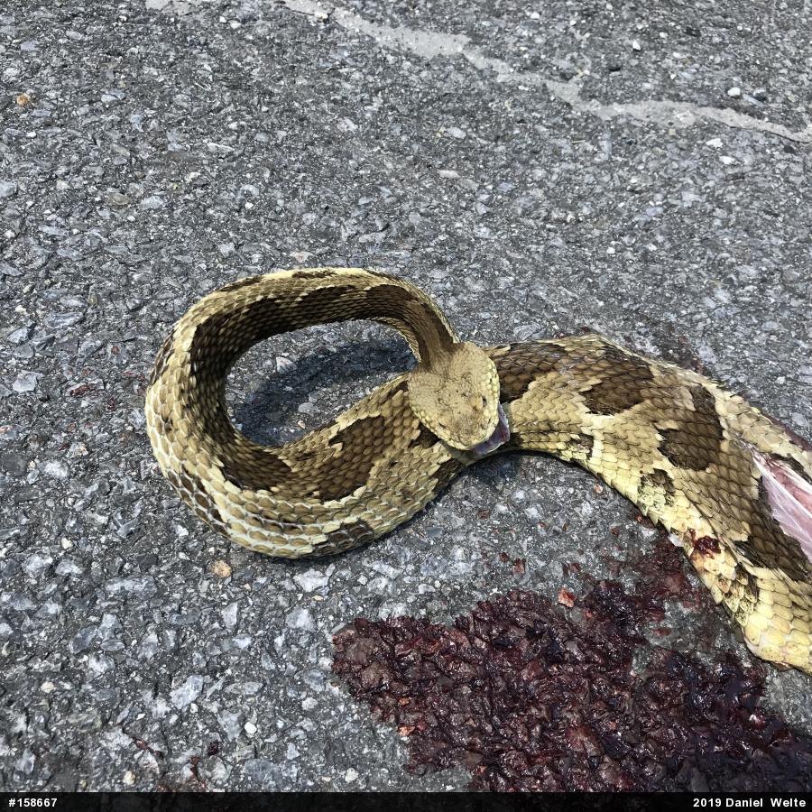 Timber Rattlesnake