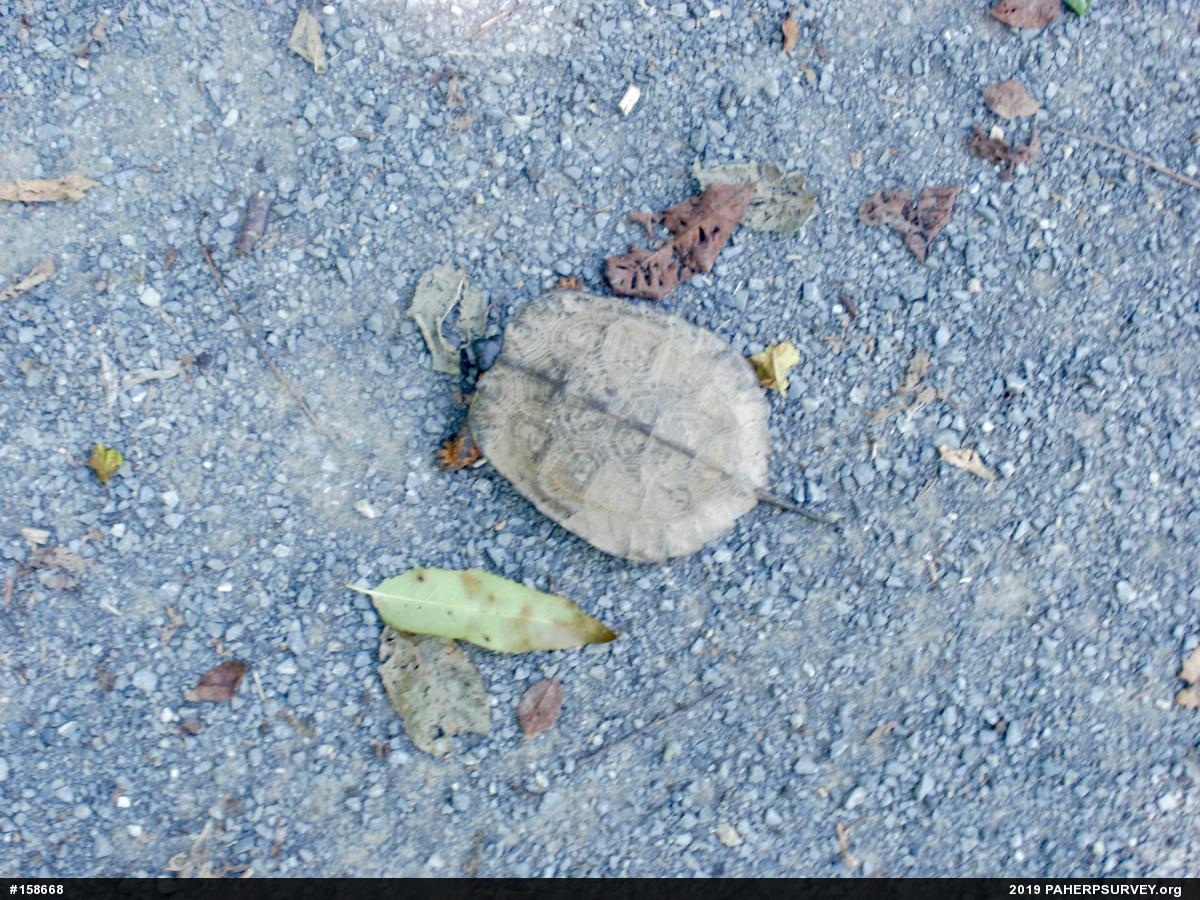 Wood Turtle