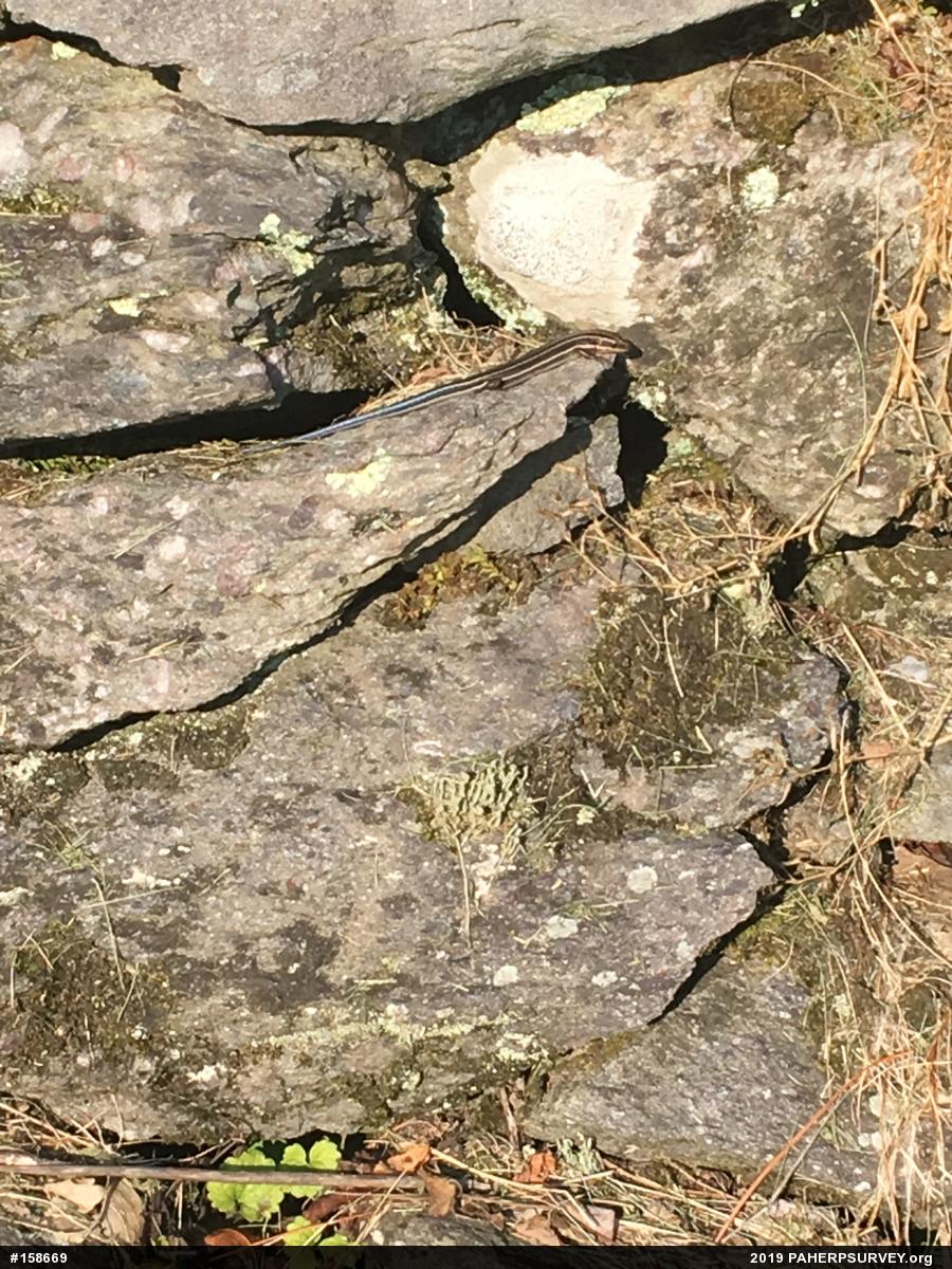 Common Five-lined Skink