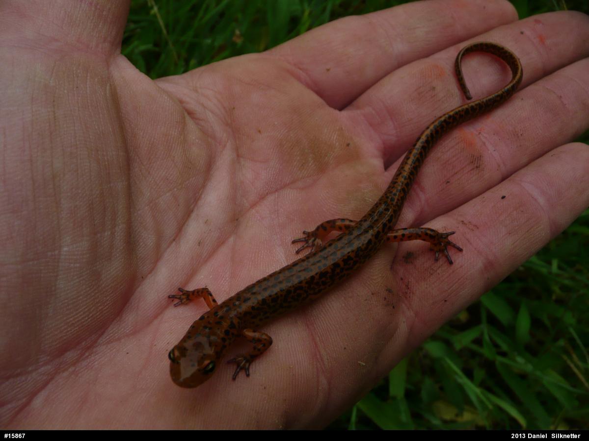Eastern Long-tailed Salamander