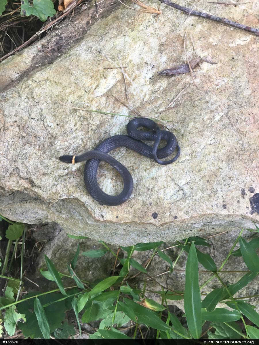 Northern Ring-necked Snake