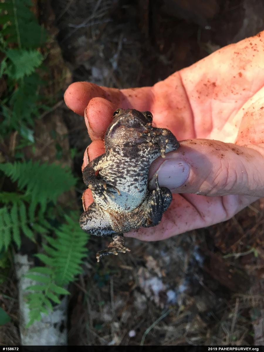 Eastern American Toad