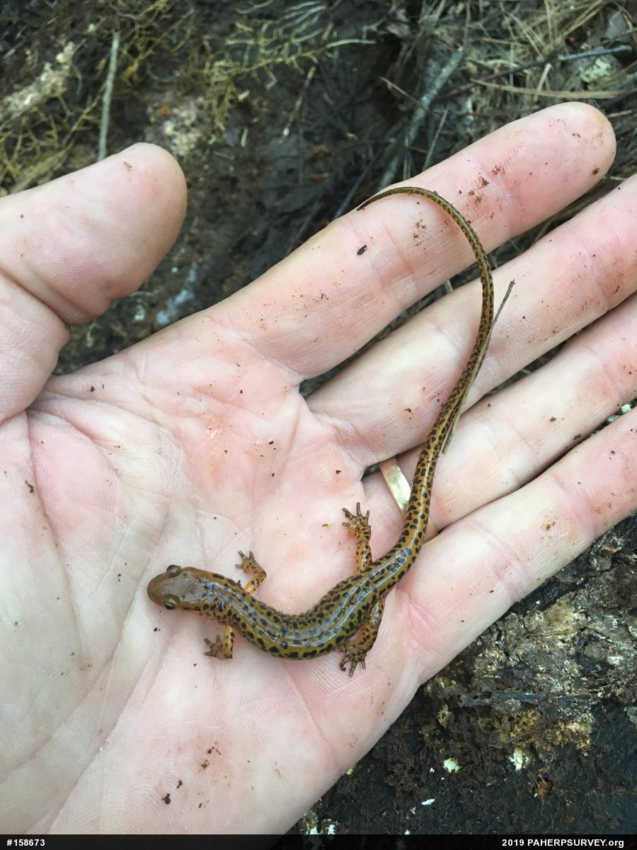 Eastern Long-tailed Salamander