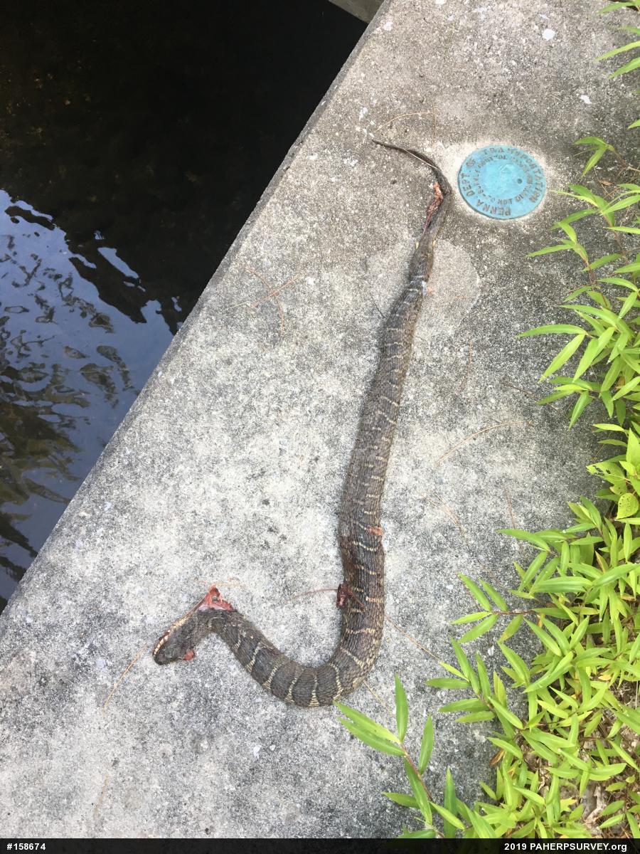 Northern Watersnake