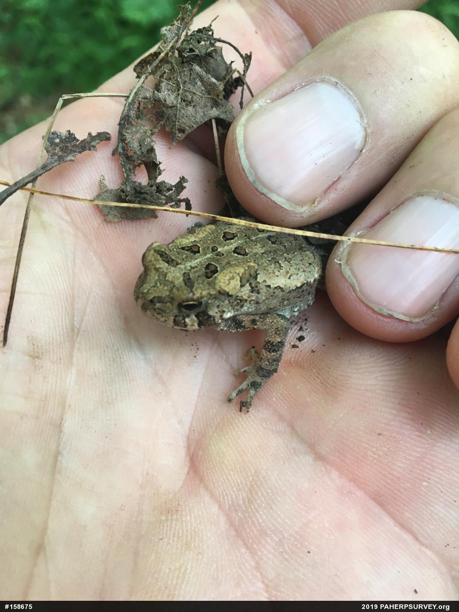 Eastern American Toad