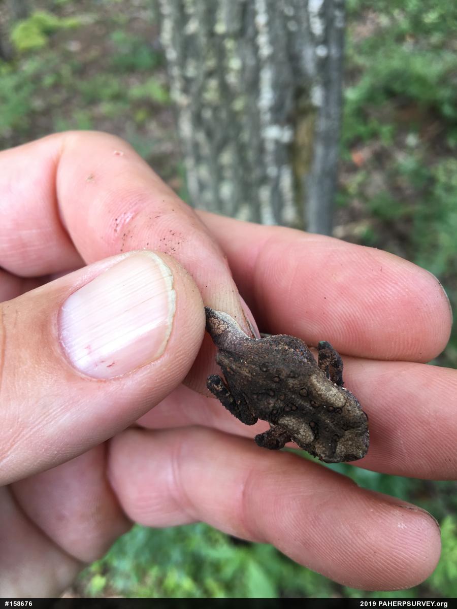 Eastern American Toad