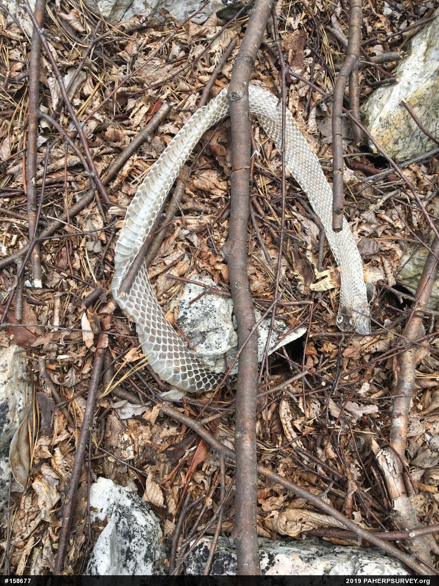 Northern Black Racer