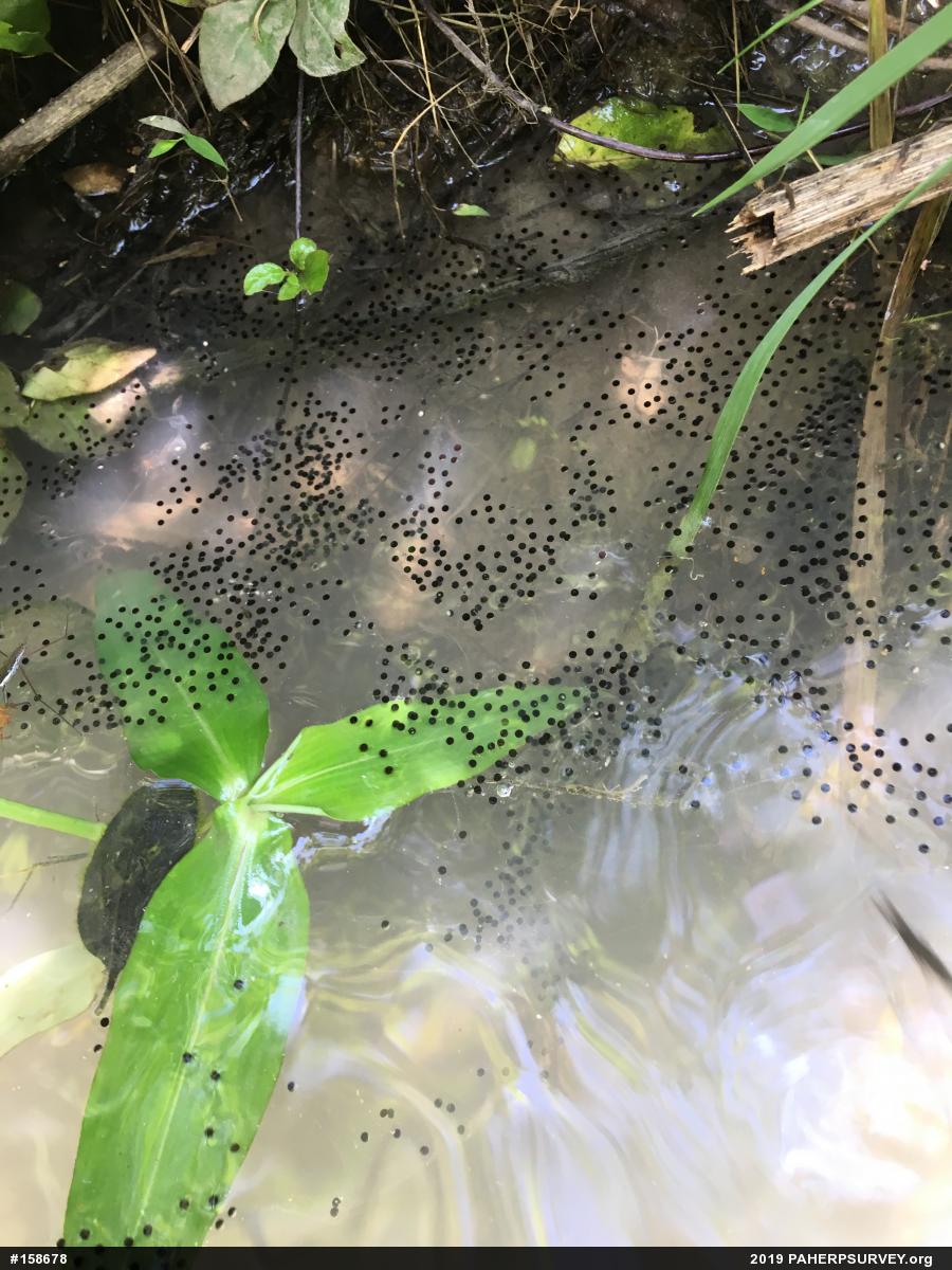Unknown Gray Treefrog