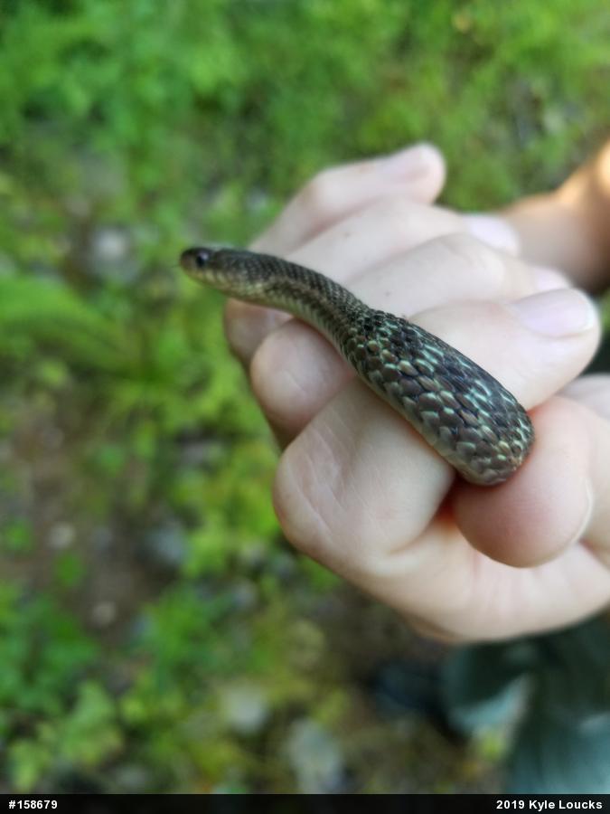 Eastern Gartersnake
