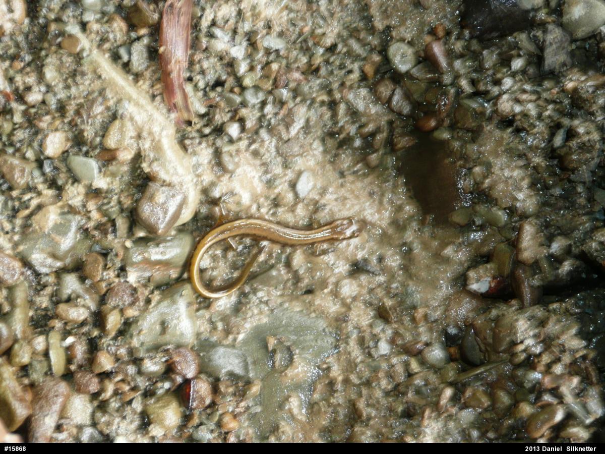 Northern Two-lined Salamander