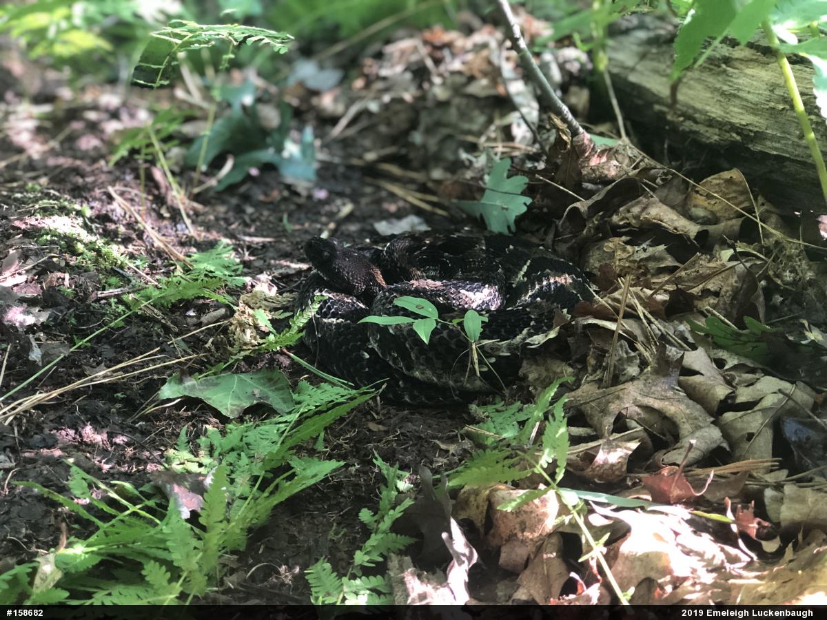 Timber Rattlesnake