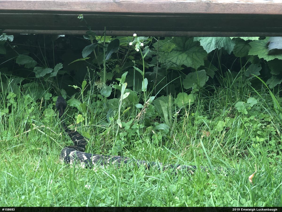 Timber Rattlesnake