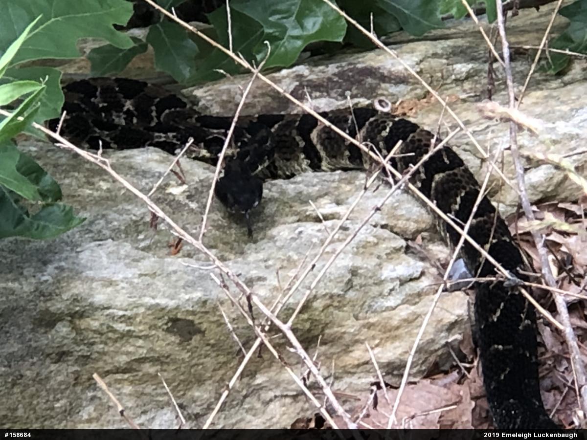 Timber Rattlesnake