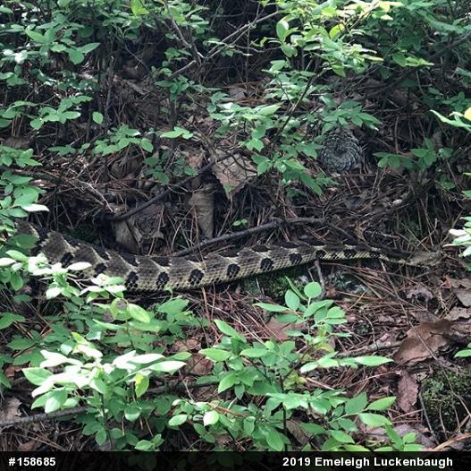 Timber Rattlesnake