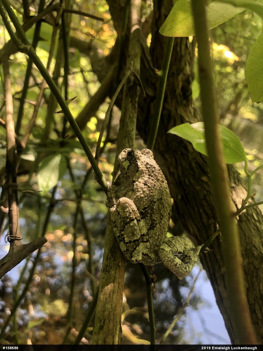 Unknown Gray Treefrog