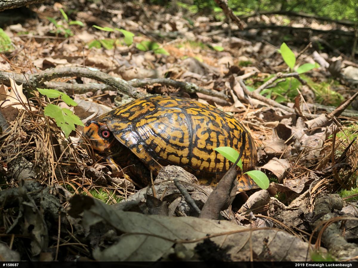 Eastern Box Turtle