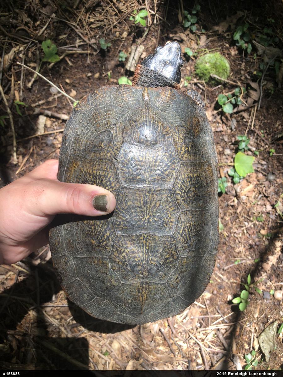 Wood Turtle