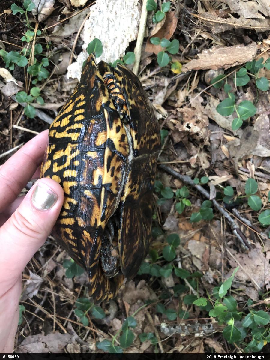 Eastern Box Turtle