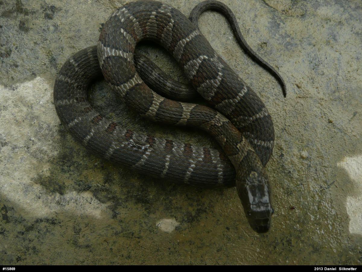 Northern Watersnake