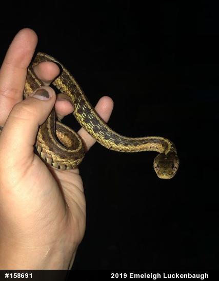 Eastern Gartersnake