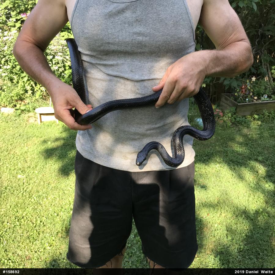 Eastern Ratsnake