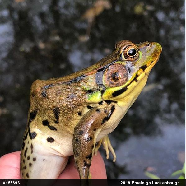 Green Frog