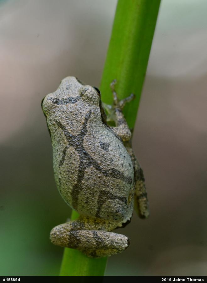 Spring Peeper