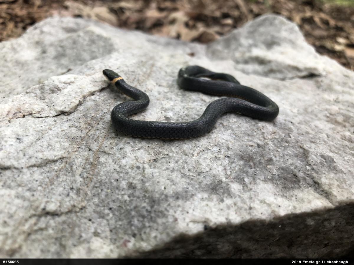 Northern Ring-necked Snake