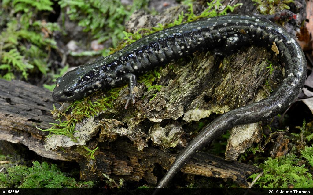 Northern Slimy Salamander