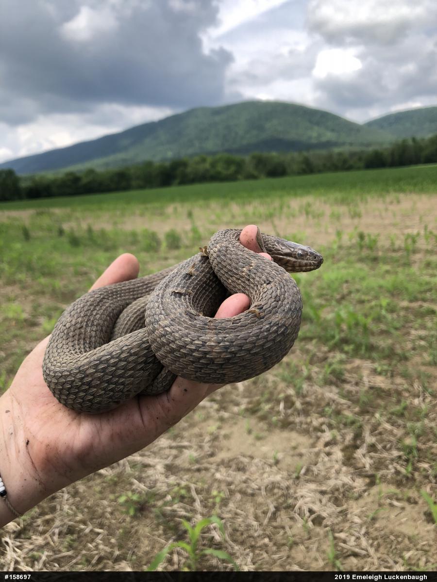 Northern Watersnake