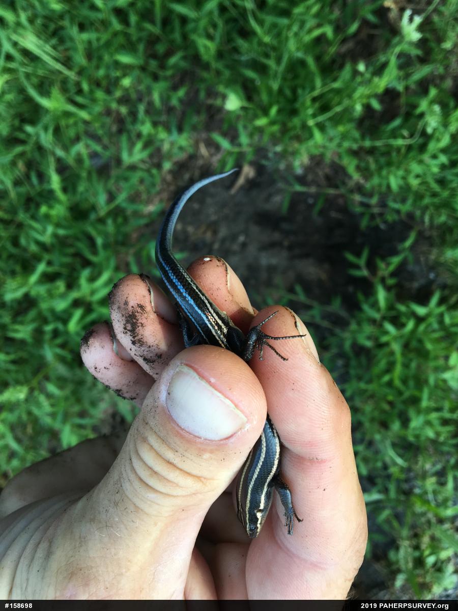 Common Five-lined Skink