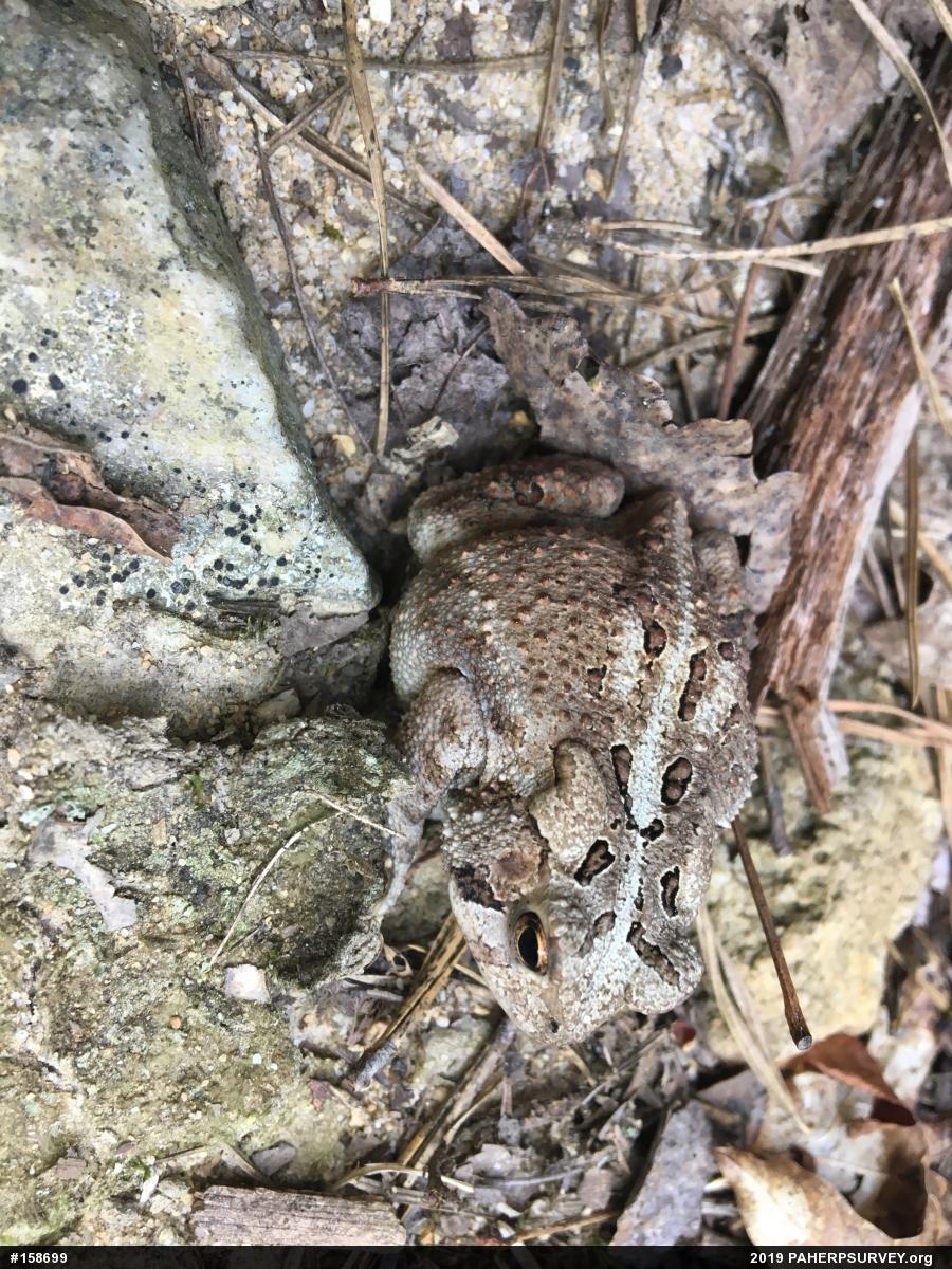Eastern American Toad
