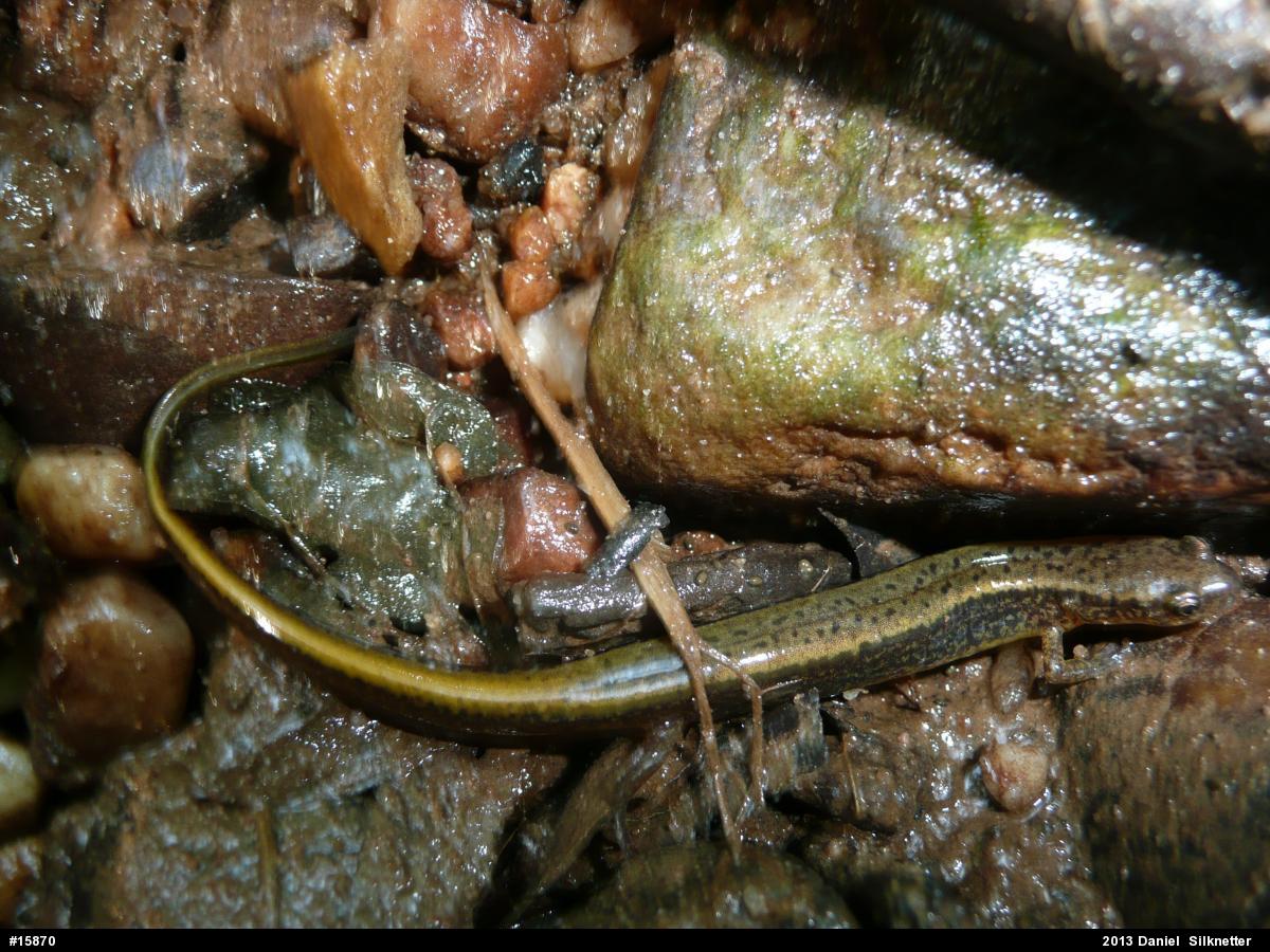 Northern Two-lined Salamander