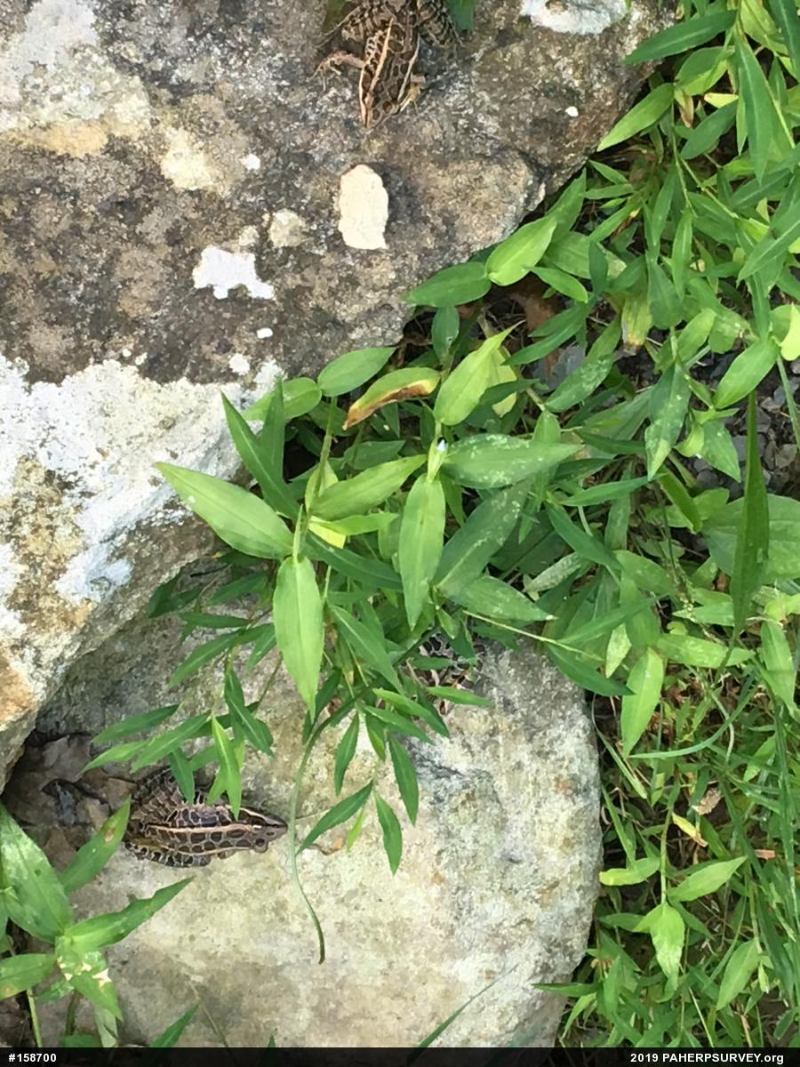 Pickerel Frog