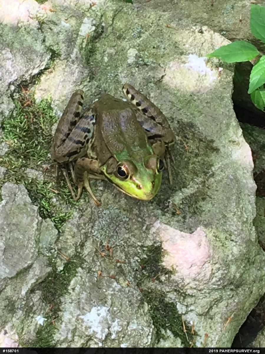 Green Frog