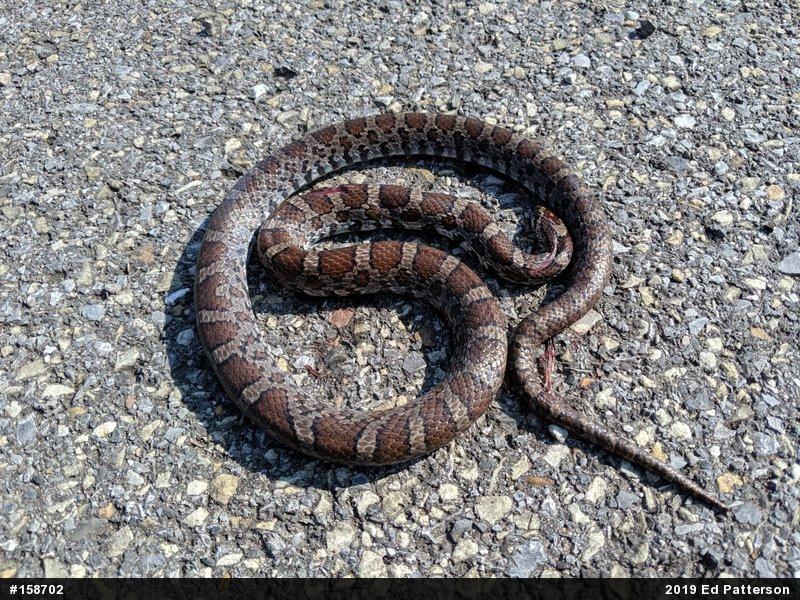 Eastern Milksnake
