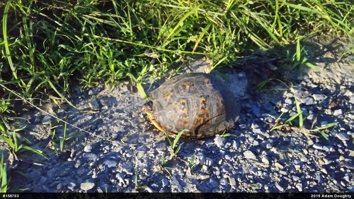 Eastern Box Turtle