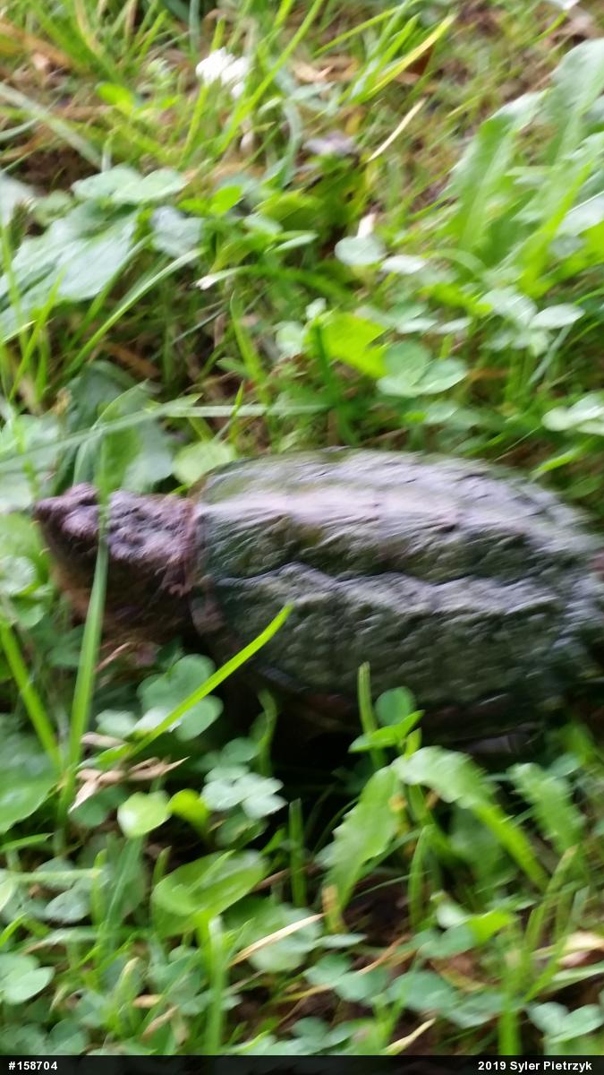 Snapping Turtle
