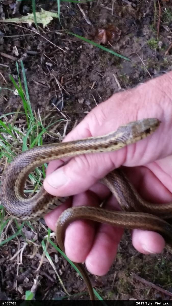 Eastern Gartersnake