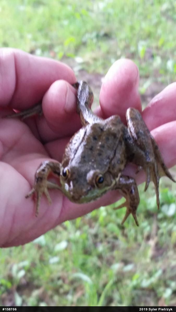 Green Frog