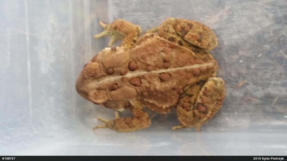 Eastern American Toad