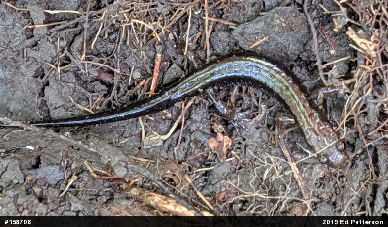 Allegheny Mountain Dusky Salamander