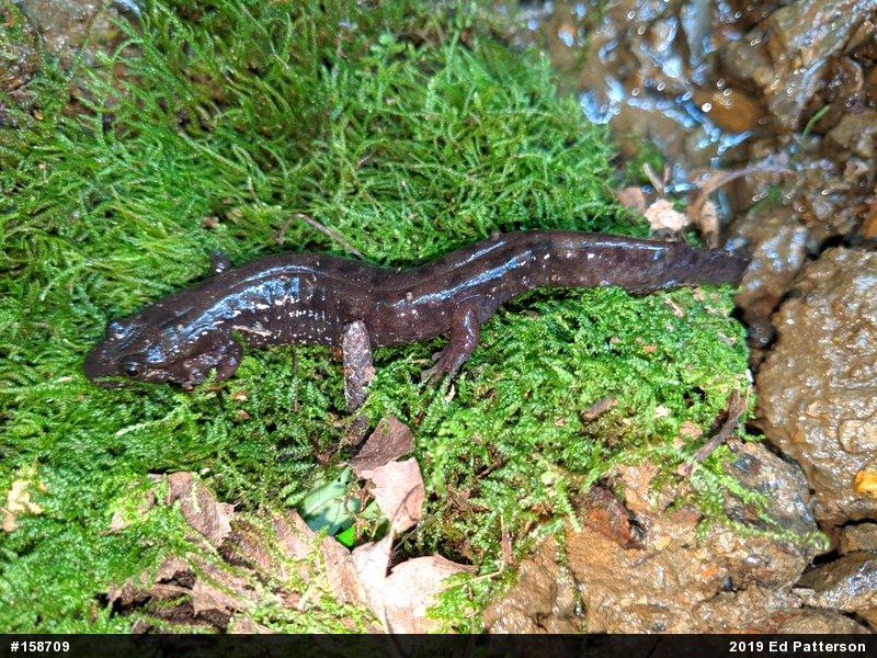 Seal Salamander