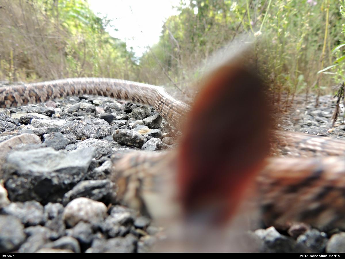 Eastern Milksnake