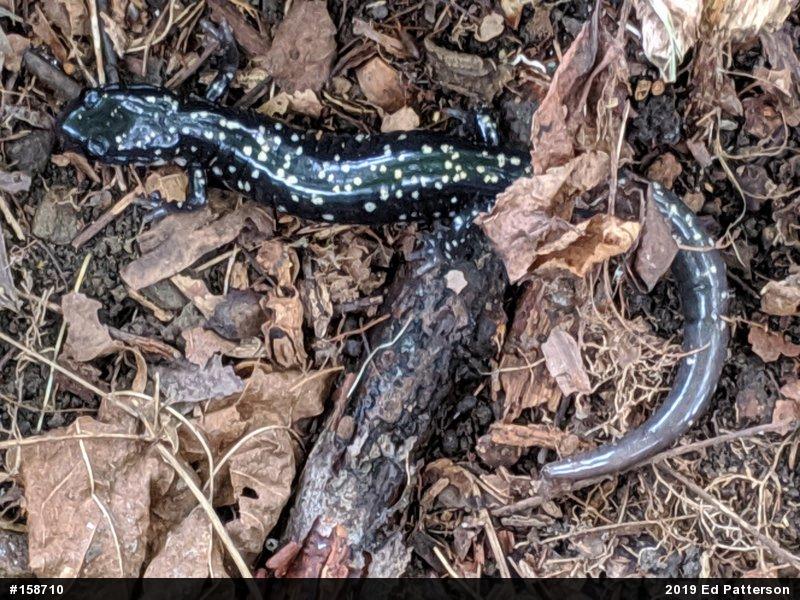 Northern Slimy Salamander