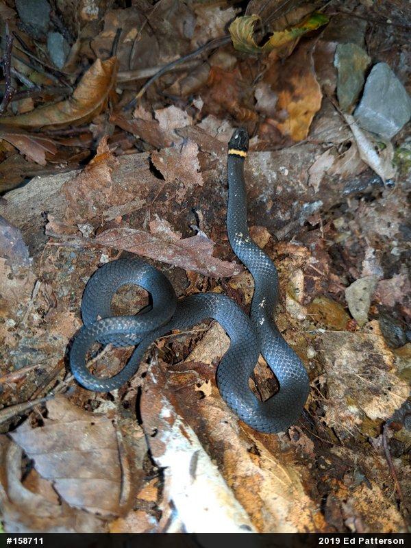Northern Ring-necked Snake
