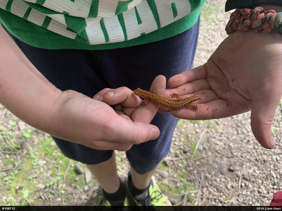 Eastern Long-tailed Salamander
